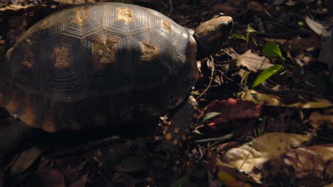 Fliegen-Belästigen-Eine-Gelbfußschildkröte,-Die-Versucht,-Sich-Zu-Entfernen,-Um-Ihnen-Zu-Entkommen