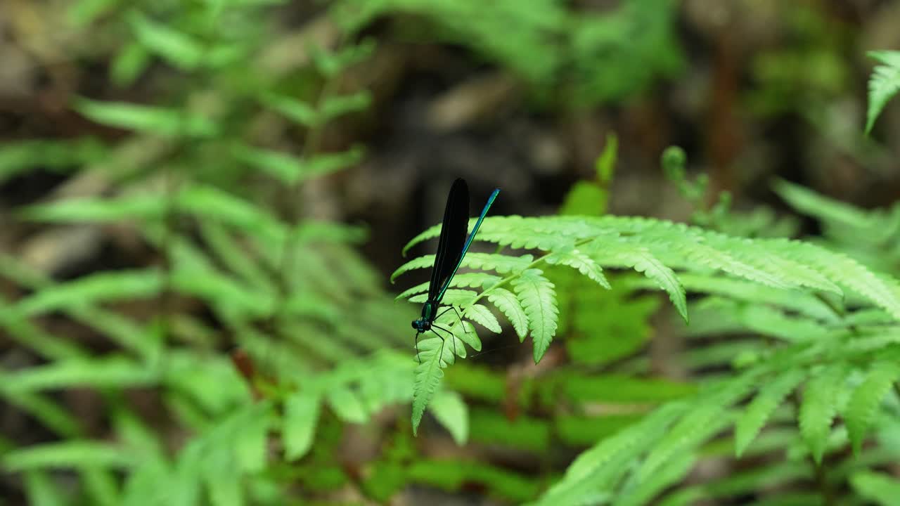 에보니 글링 (ebony jewelwing) 은 플로리다의 페른 (fern) 에 날개를 열고 닫는 소녀의 날개입니다.