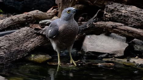 Das-Shikra-Ist-Ein-Kleiner-Raubvogel,-Der-In-Asien-Und-Afrika-Vorkommt