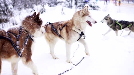 siberian husky playing in the snow in winter day