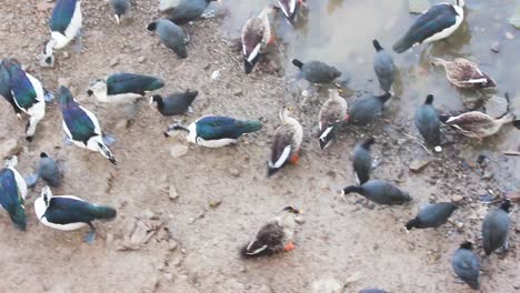 Different-types-of-ducks-searching-for-food-and-eating-grains-near-a-lake-shore-and-lake-water-I-common-coots,-comb-ducks,-shelducks,-mallard-ducks,-spot-billed-ducks