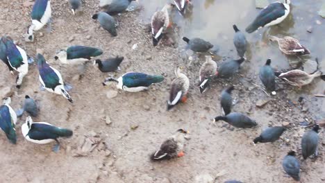 diferentes tipos de patos que buscan comida y comen granos cerca de la orilla del lago y el agua del lago i fochas comunes, patos de peine, shelducks, patos mallard, patos de pico
