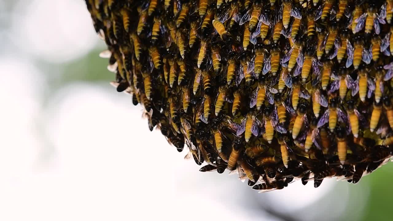 se sabe que las abejas melíferas gigantes construyen grandes colonias de nidos con bolsillos simétricos hechos de cera para almacenar miel como fuente de alimento.