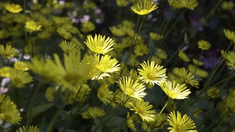 close up on small yellow flower illuminated by a spot of bright sunlight