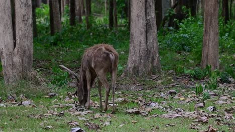 Seen-from-its-back-grazing-and-wagging-its-tail-during-the-afternoon-as-the-wind-blows-in-the-forest