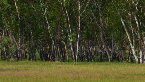 Eucaliptos-Balanceándose-Durante-Un-Día-Ventoso-En-Pak-Pli,-Nakhon-Nayok,-Tailandia