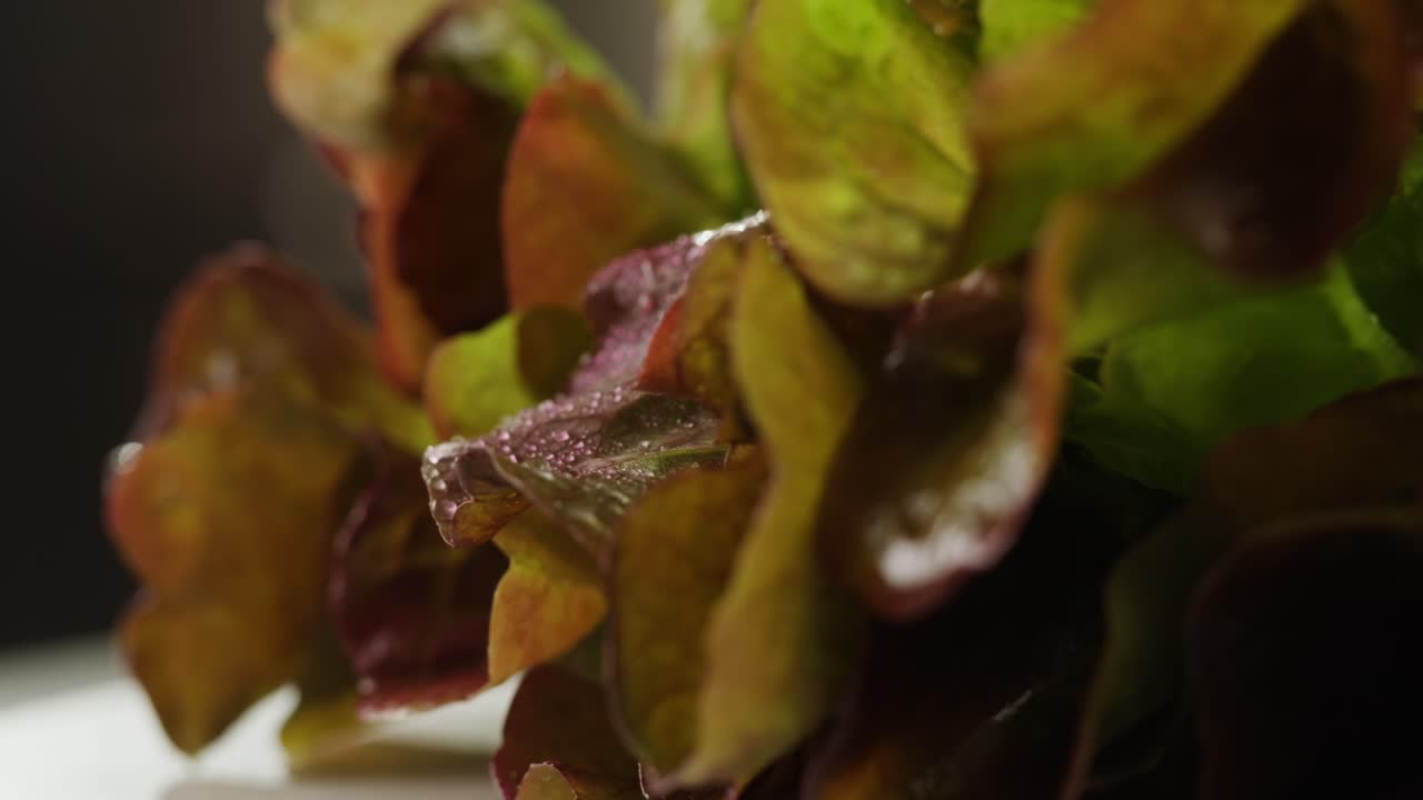 Fresh salad green lettuce leaves on white background close up macro, vegan food.