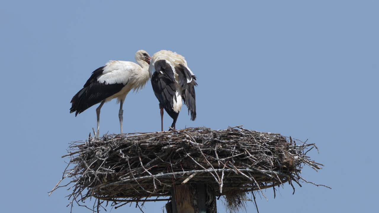 Cicogne bianche selvatiche che riposano in un nido fatto in casa contro il cielo blu in estate, primo piano - filmato 4K Prores - Specie Ciconiidae.