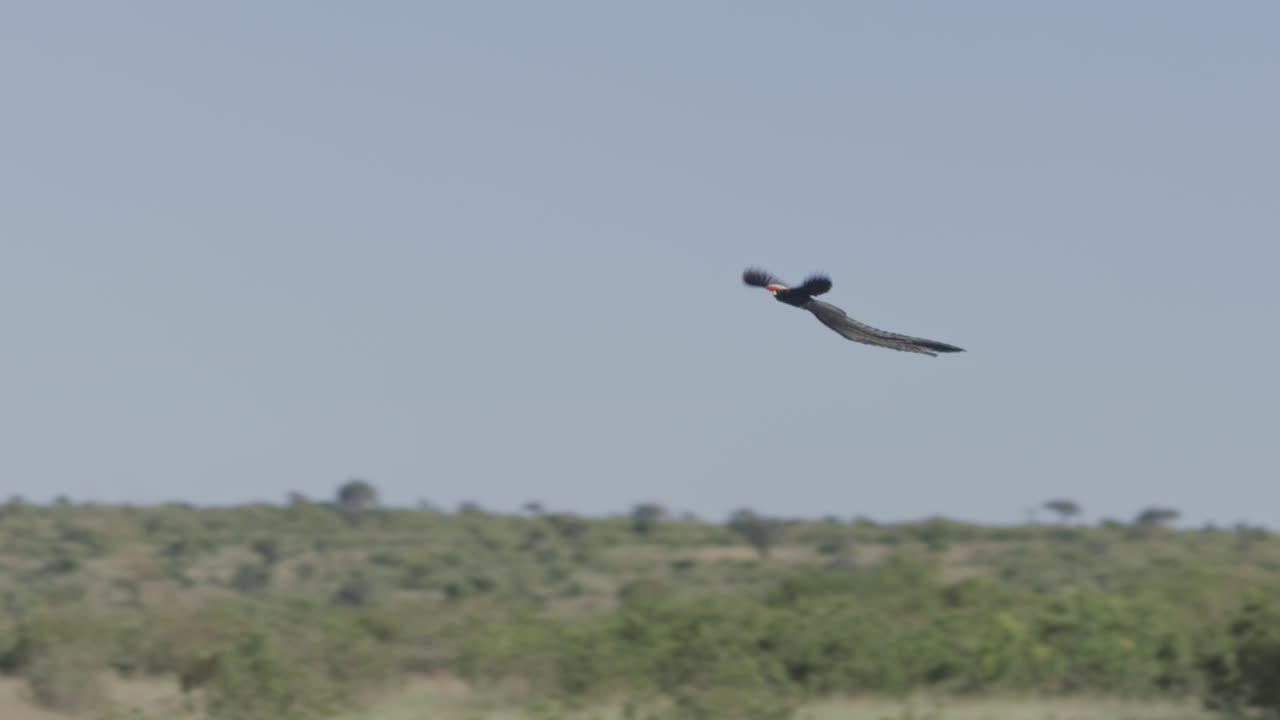 Slow motion di un Tessitore codalunga in volo su un paesaggio verde