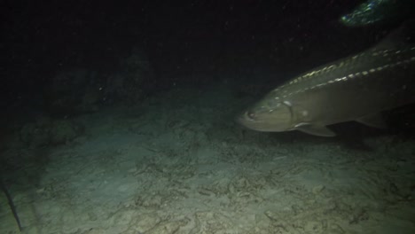 sábalo en la noche