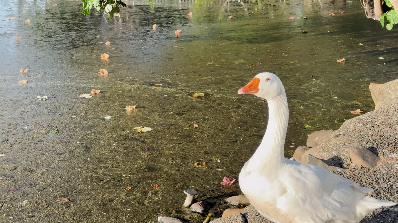 Un’oca domestica bianca si trova vicino a un laghetto e si guarda intorno alla luce naturale del giorno.