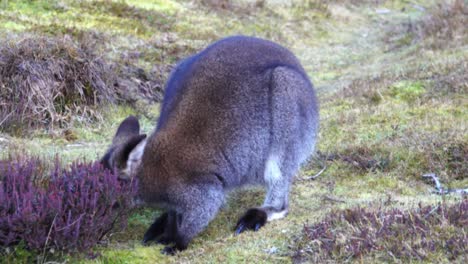 a bennetts wallaby grazing on the grass at cradle mountain tasmania