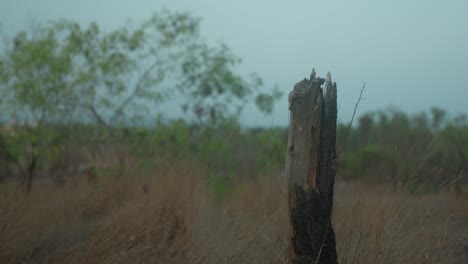 Campo-Cubierto-De-Maleza-Con-Un-Tocón-De-árbol-Desgastado