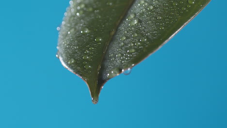drops of water drip from the green leave down on the blue background