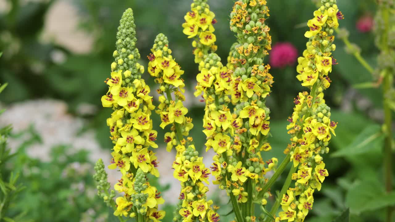 노란색 mullein 꽃과 분홍색 배경 꽃
