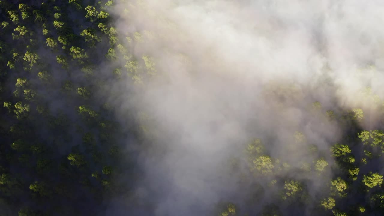 Luftfoto af tæt skov, der delvist er skjult af vedvarende tåge og drivende skyer. Lys skinner hen over trækronerne, Black Spur Yarra Valley, Victoria, Australien