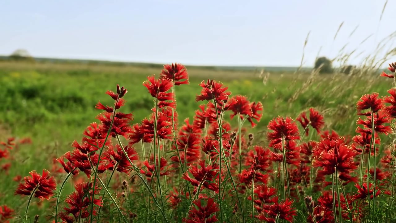 Spighe di fiori rosso brillante e steli sottili si muovono avanti e indietro nel vento naturale, inquadrati da vicino contro un campo verde sfocato ed erbe ondeggianti sotto la luce chiara del giorno e il cielo aperto