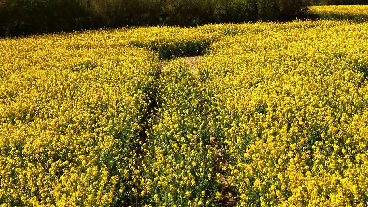 Ripresa aerea con drone che avanza lungo le tracce del trattore in un campo di colza con un'inclinazione verso l'alto che rivela alberi e un sentiero diviso