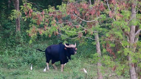 The-Gaur-or-the-Indian-Bison-is-a-massive-animal-as-the-largest-extant-bovine-found-in-the-South-and-Southeast-Asia-which-is-classified-as-Vulnerable-due-to-habitat-loss-and-hunting