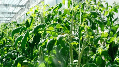 man spraying water on plant 4k