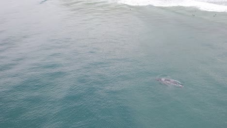 Humpback-Whale-Swimming-At---Lennox-Heads---Northern-Rivers-Region---NSW---Australia---Aerial-Shot
