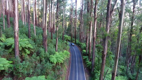 Flying-through-the-ferns-in-the-Black-Spur