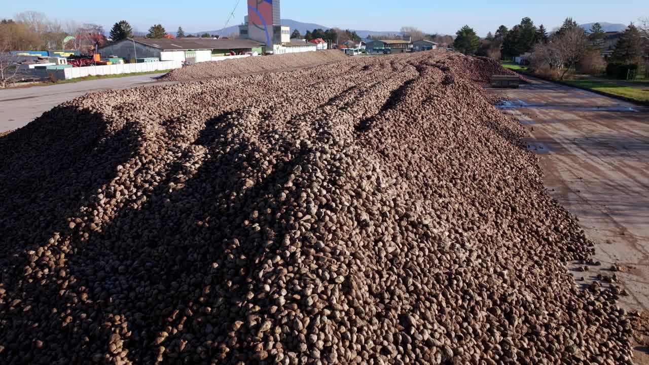 gran montón de remolacha azucarera cosechada para la producción de azúcar - disparo de avión no tripulado