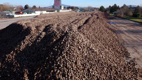 large heap of harvested sugar beets for sugar production - drone shot