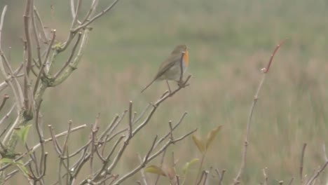 robin-sitting-on-a-branch-while-cheeping-in-the-dutch-polder