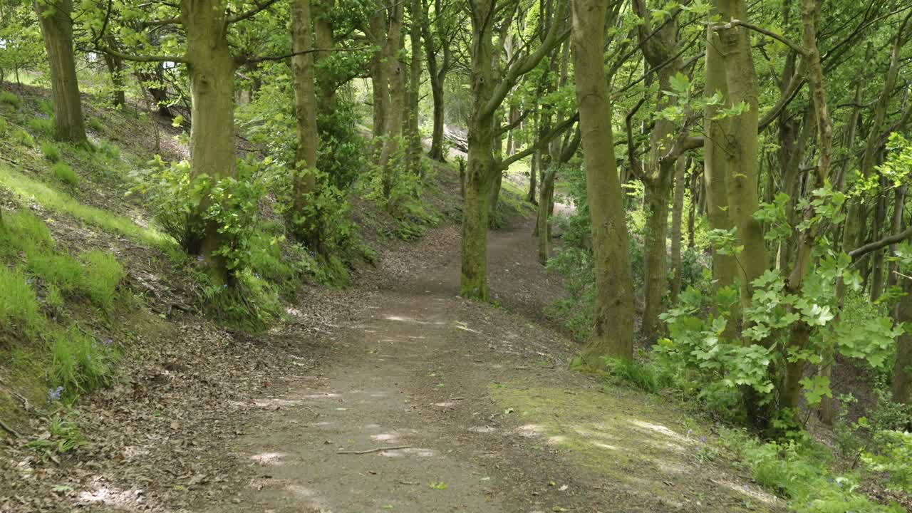 vista de primera persona caminando por un camino de bosque verde