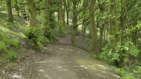 first person view walking down a green forest path