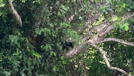 El-Oso-Negro-Asiático-Bajando-De-Un-árbol-Fructífero,-Ursus-Thibetanus,-También-Se-Llama-Oso-Negro-Asiático