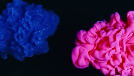 Blue-and-pink-ink-drops-in-water