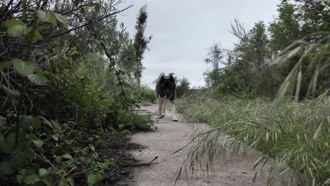 la raza de perro akita se acerca por un camino pavimentado cerca de un campo de hierba con cielo nublado