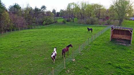 aerial view of horses in field