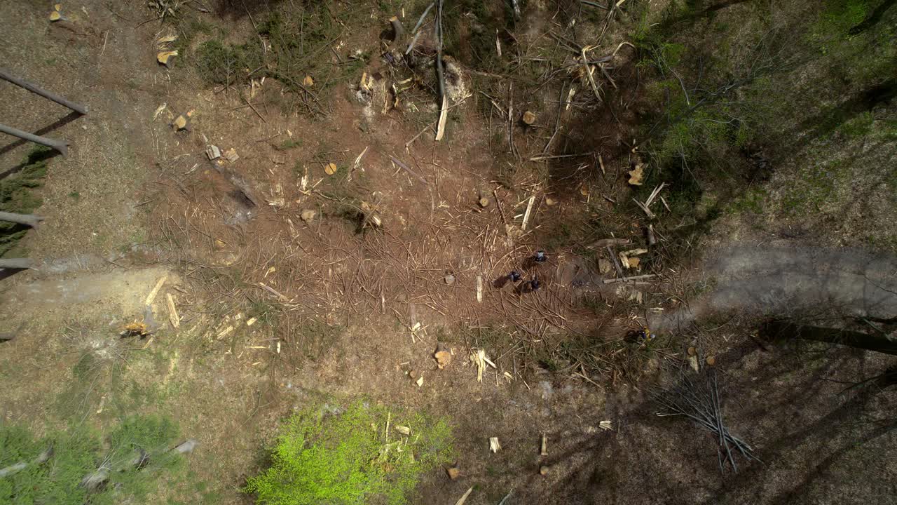 un grupo de aventureros con mochilas camina por un claro arbolado talado con madera por todas partes