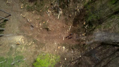 A-group-of-adventurers-with-backpacks-walk-through-a-felled-wooded-clearing-with-wood-all-around