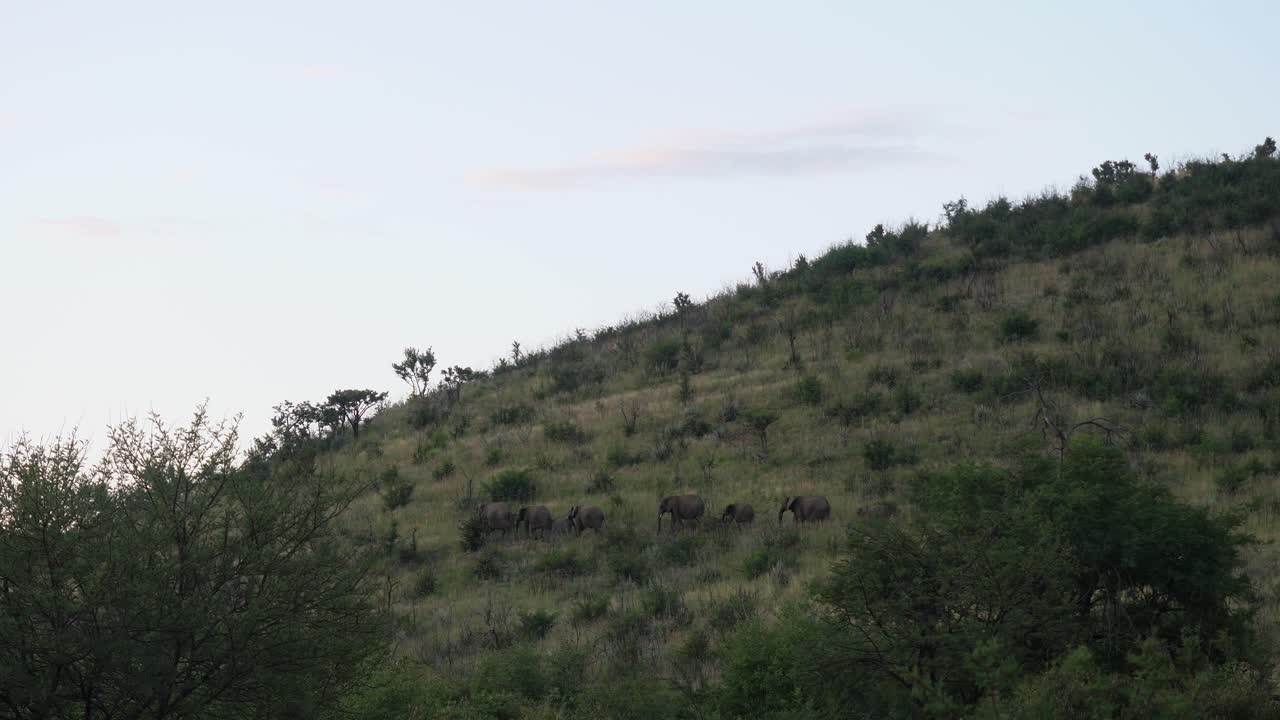 manada de elefantes caminando durante la puesta de sol en el parque nacional pilanesberg en sudáfrica