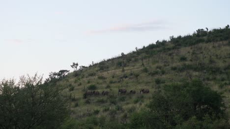 Manada-De-Elefantes-Caminando-Durante-La-Puesta-De-Sol-En-El-Parque-Nacional-Pilanesberg-En-Sudáfrica