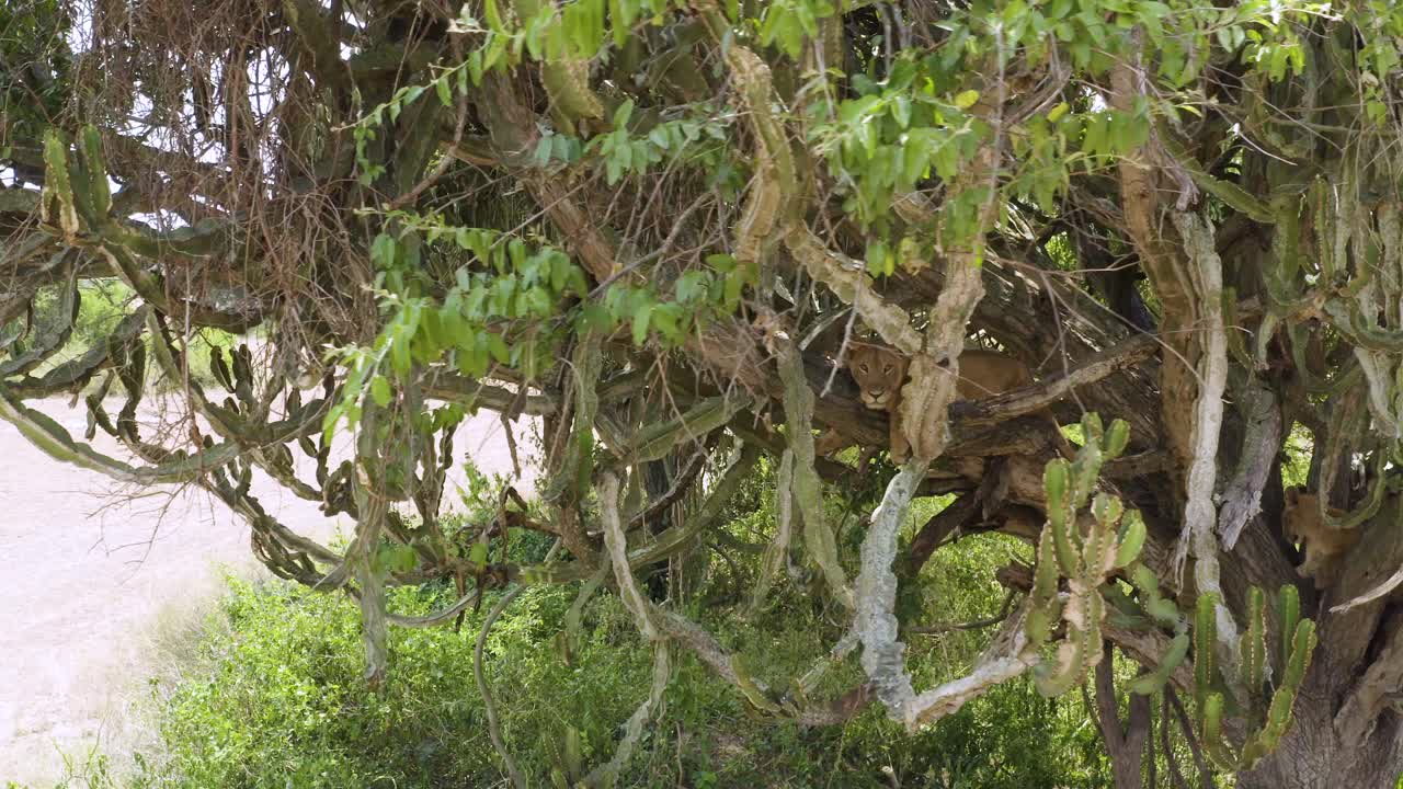 león posado en lo alto de un árbol en el parque nacional reina elizabeth, uganda, áfrica