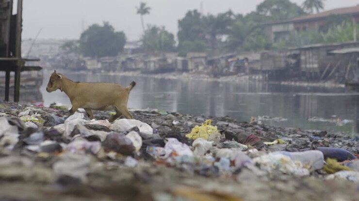 Goat on Rubbish Nigeria 01