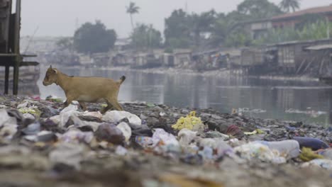 goat on rubbish nigeria 01