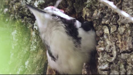 Cute-adult-spotted-woodpecker-bird-parent-tweeting-while-perched-at-entrance-of-nest,-Gran-Canaria,-Canary-Islands,-sunny-day