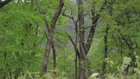 Mt-Daisen-Nationalpark,-Langsamer-Schwenk-über-Erhaltenem-Buchenwald-In-Tottori-Japan