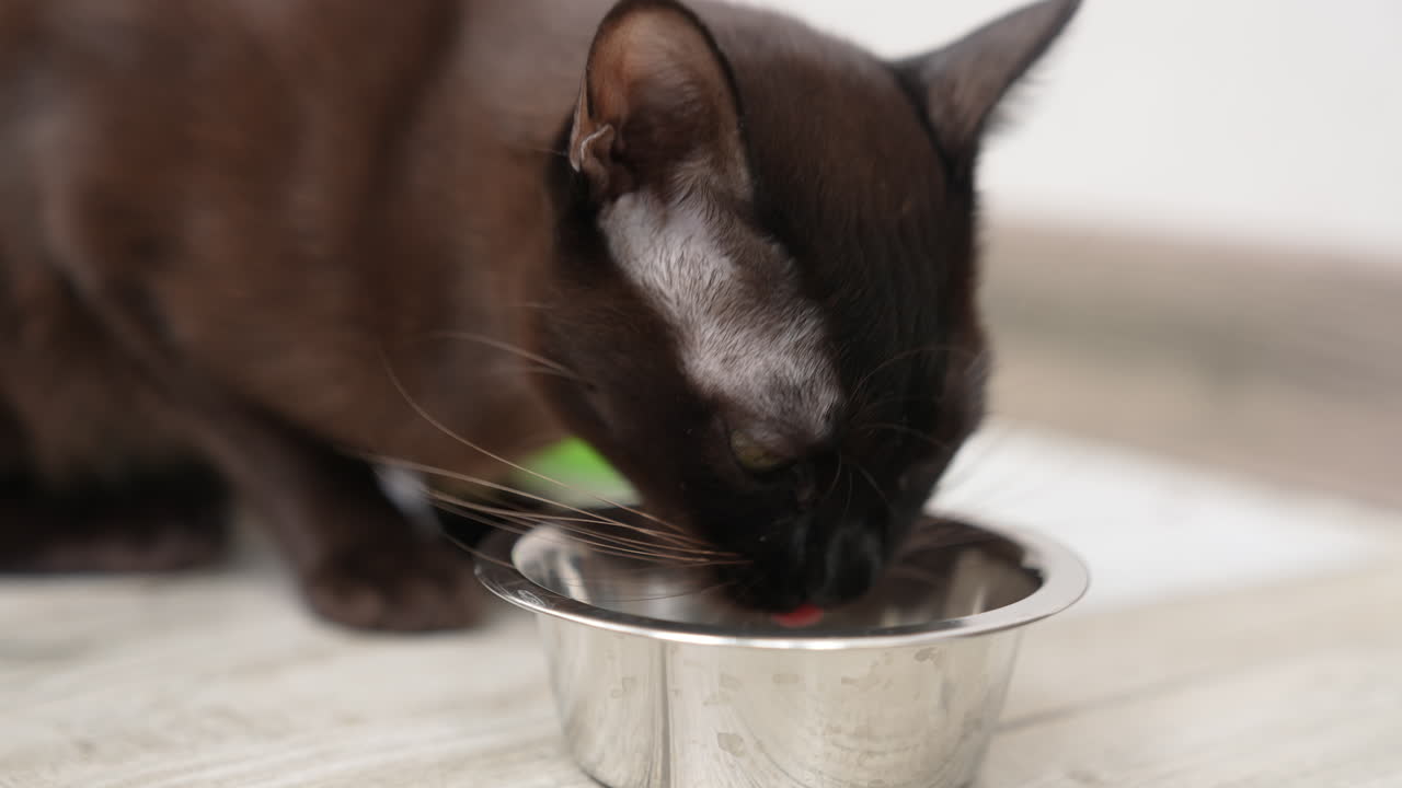 Yellow-eyed domestic feline eating his food. Black cat with white whiskers licking metal bowl. Close up.