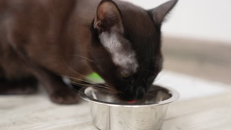yellow-eyed domestic feline eating his food. black cat with white whiskers licking metal bowl. close up.