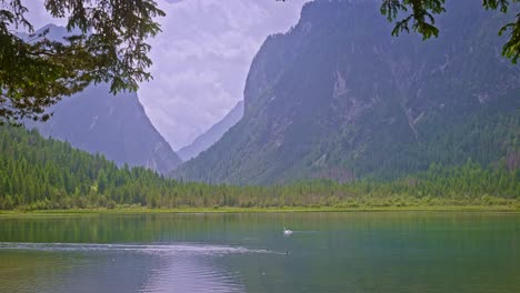 lone white swan swims slowly across peaceful natural mountain lake