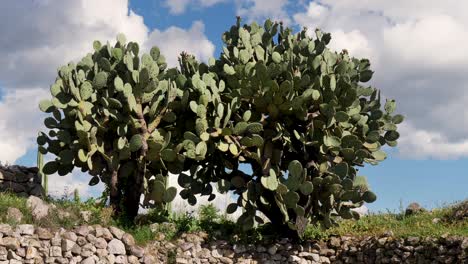 large prickly pear cacti against a blue sky