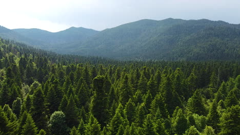 fir forest flying toward mountain risnjak