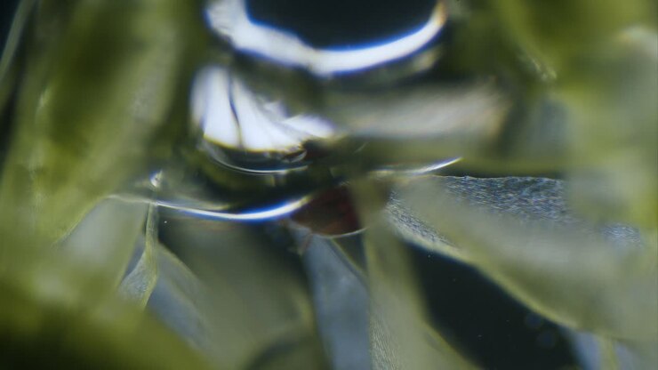 Tiny mite on moss leaf under microscope dark field view
